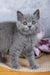 Stella | British Shorthair Kitten