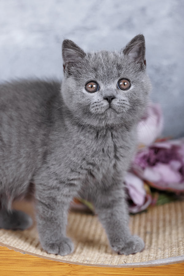 Stella | British Shorthair Kitten