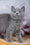 Stella | British Shorthair Kitten