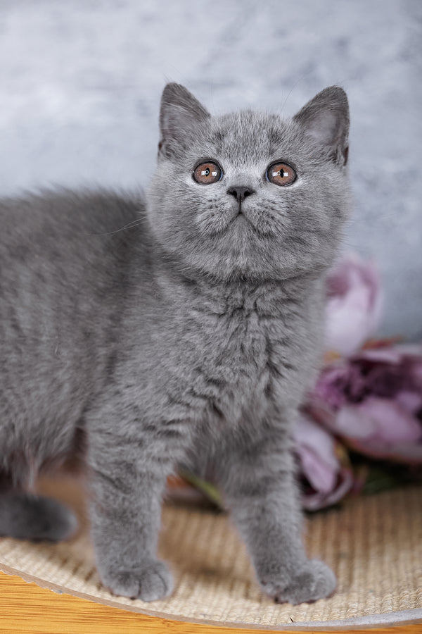 Stella | British Shorthair Kitten
