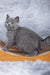 Stella | British Shorthair Kitten