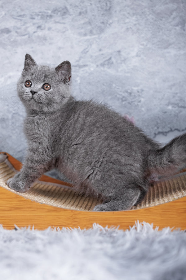 Stella | British Shorthair Kitten