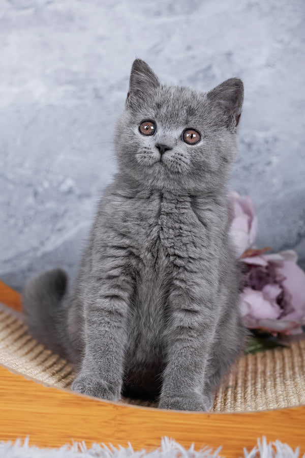 Stella | British Shorthair Kitten