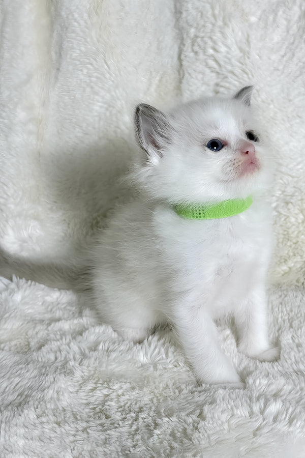 Stella | Ragdoll Kitten