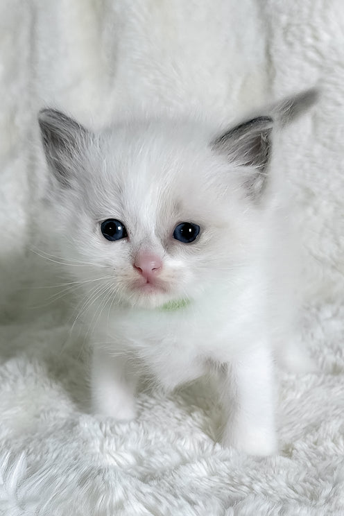Stella | Ragdoll Kitten