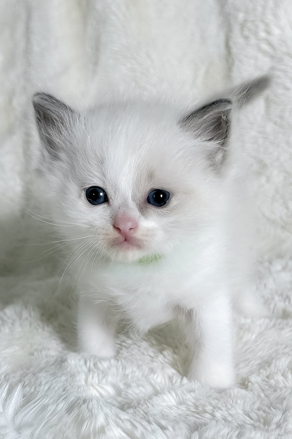 Stella | Ragdoll Kitten