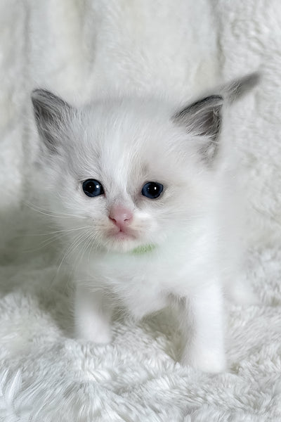 Ragdoll Kittens 3 Stella 1108001 X600