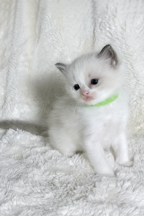 Stella | Ragdoll Kitten