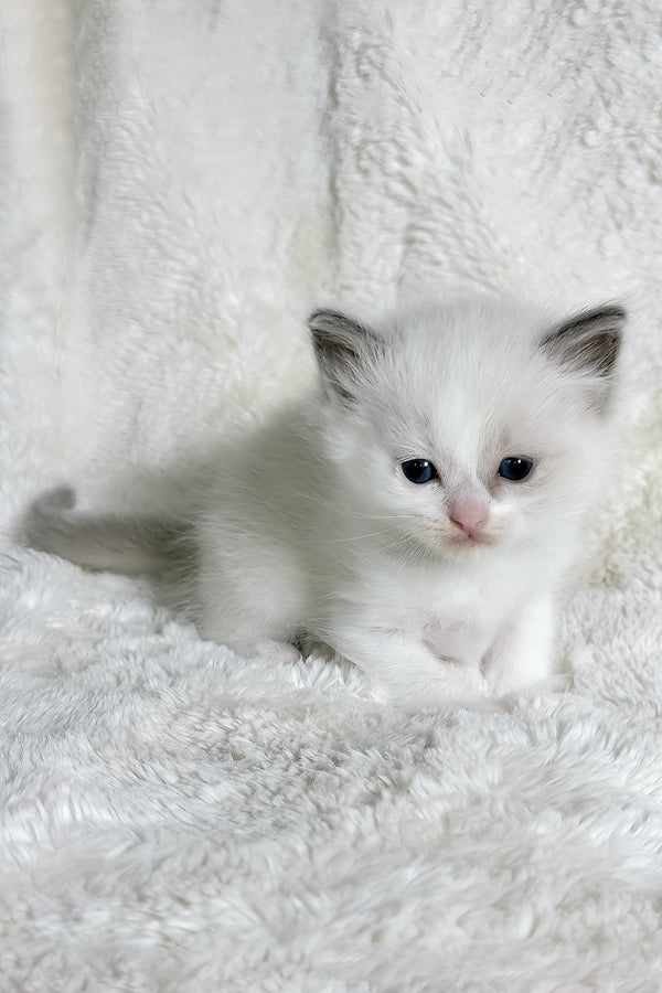 Stella | Ragdoll Kitten