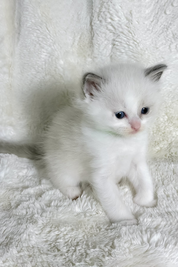Stella | Ragdoll Kitten
