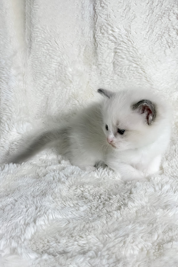 Stella | Ragdoll Kitten