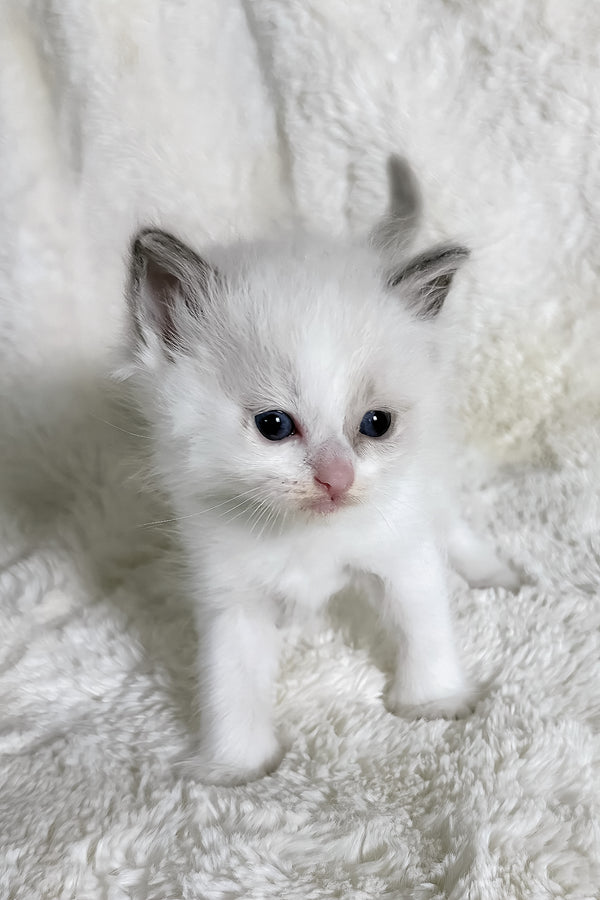 Stella | Ragdoll Kitten