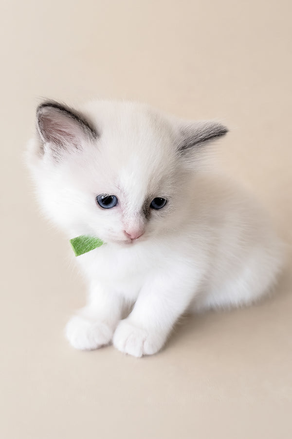 Stella | Ragdoll Kitten