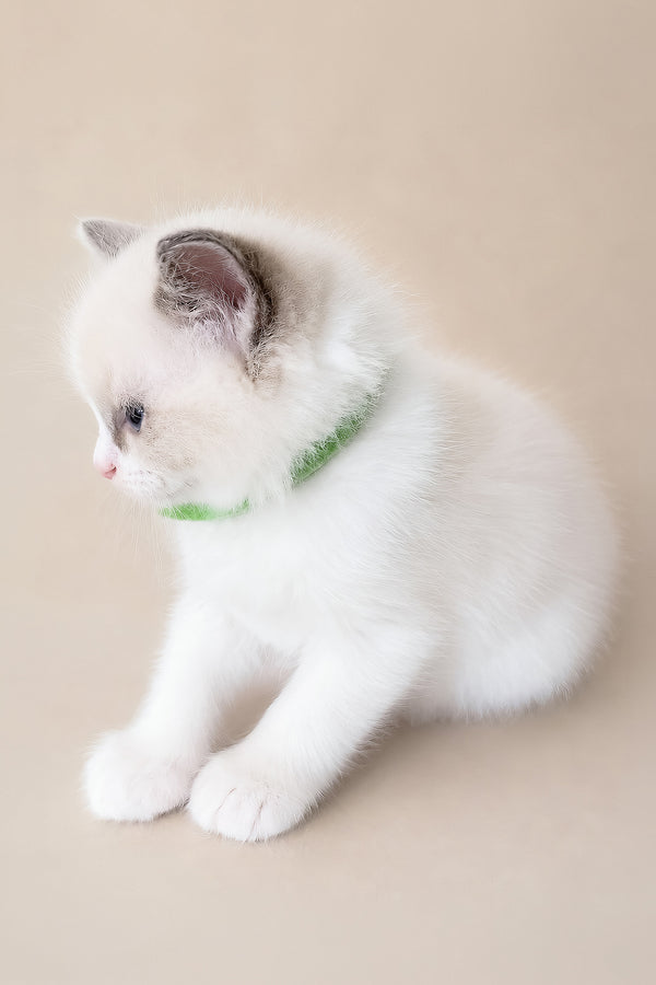Stella | Ragdoll Kitten