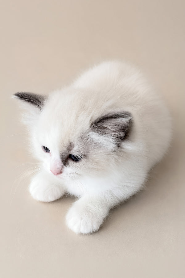 Stella | Ragdoll Kitten