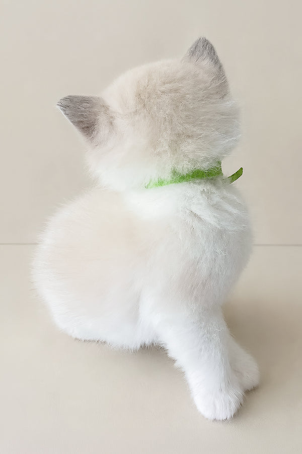 Stella | Ragdoll Kitten