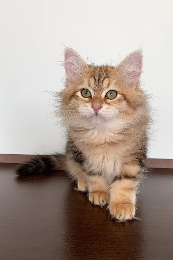 Stella | Siberian Kitten