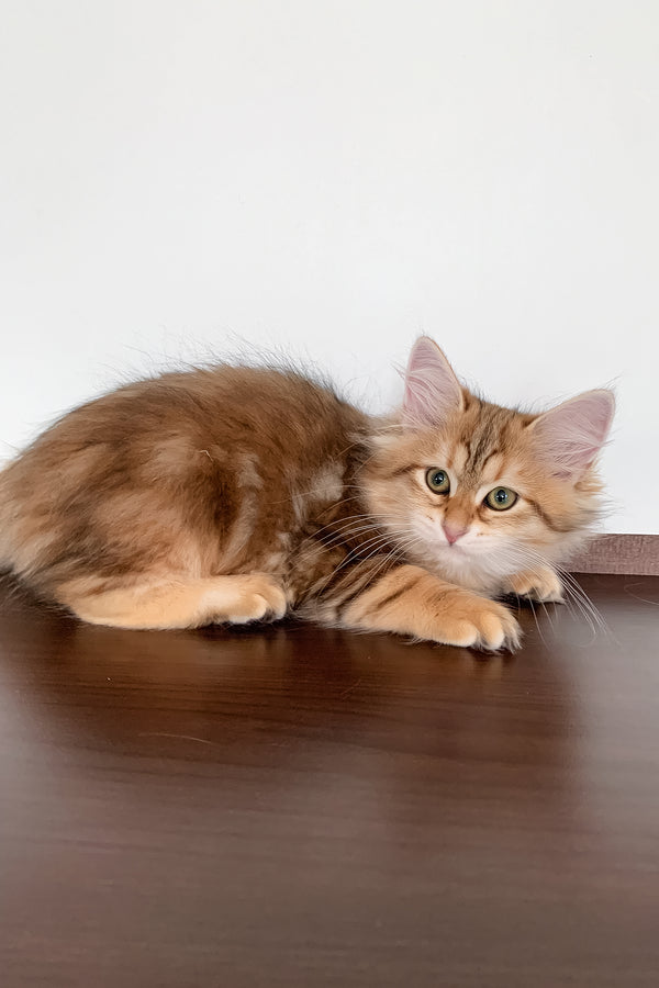 Stella | Siberian Kitten