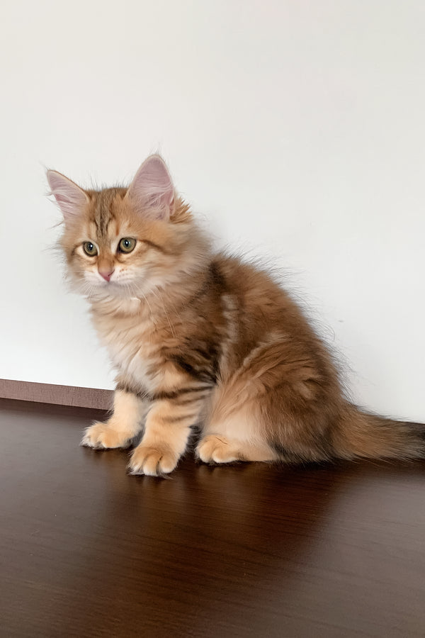 Stella | Siberian Kitten