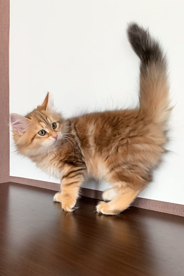 Stella | Siberian Kitten