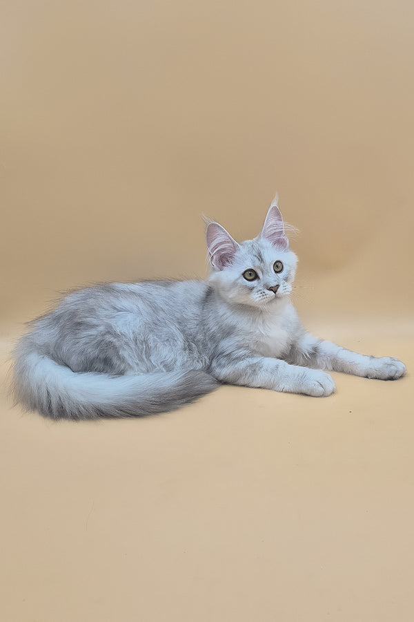 Sterling | Maine Coon Kitten