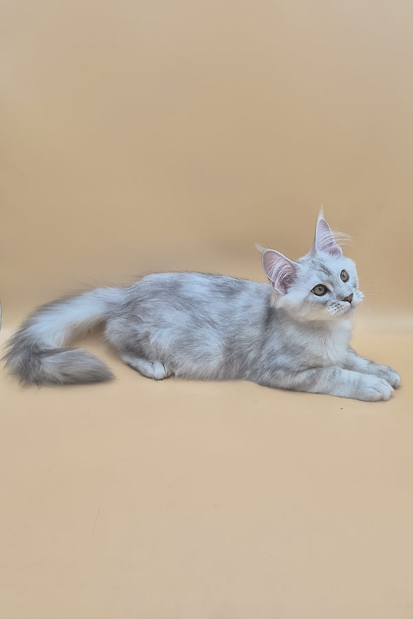 Sterling | Maine Coon Kitten