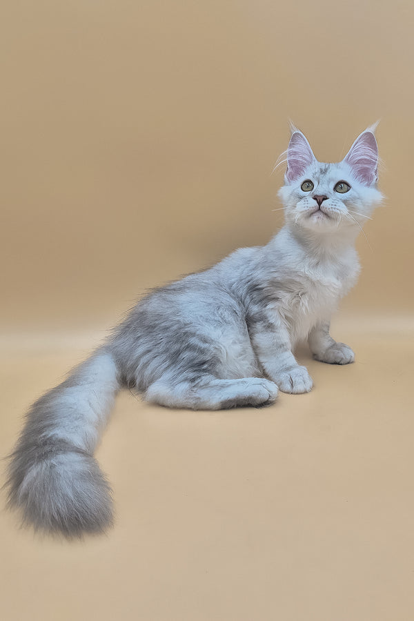 Sterling | Maine Coon Kitten