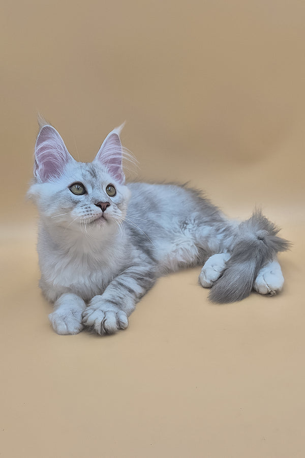 Sterling | Maine Coon Kitten