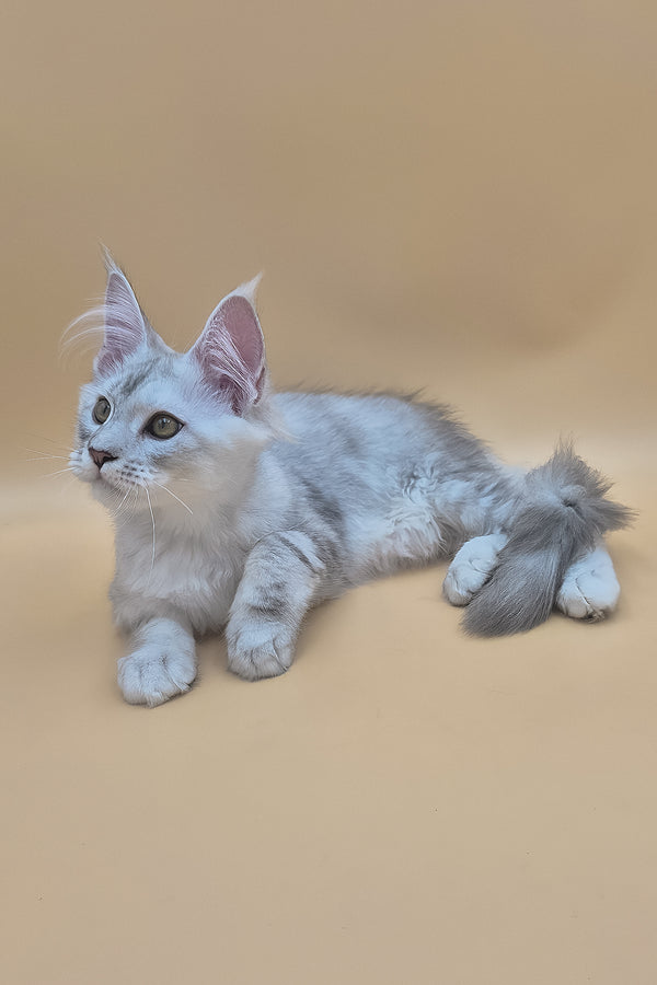 Sterling | Maine Coon Kitten