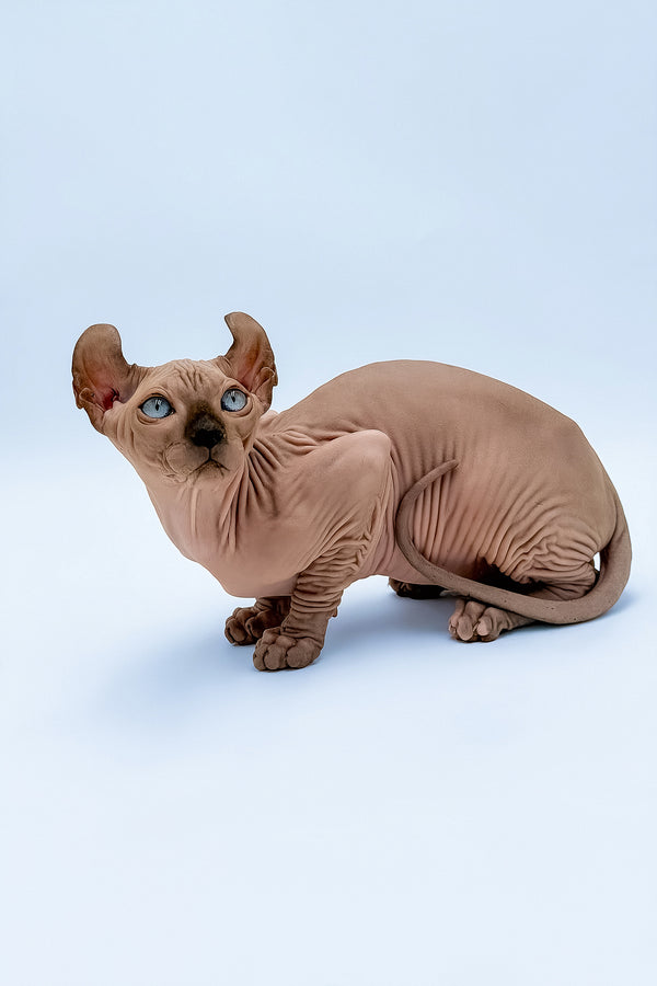 Steve | Elf Sphynx Kitten