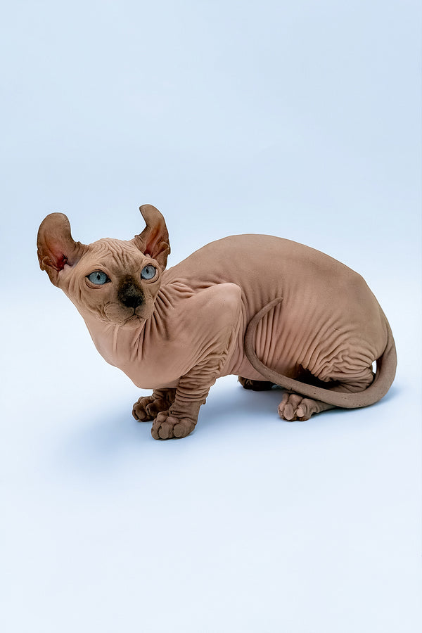 Steve | Elf Sphynx Kitten