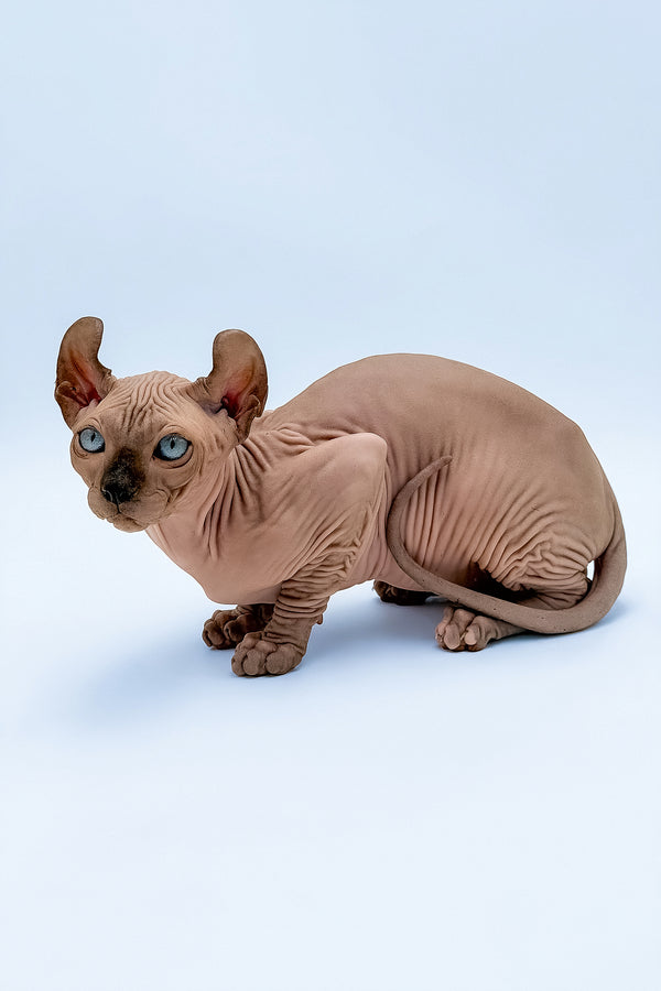 Steve | Elf Sphynx Kitten