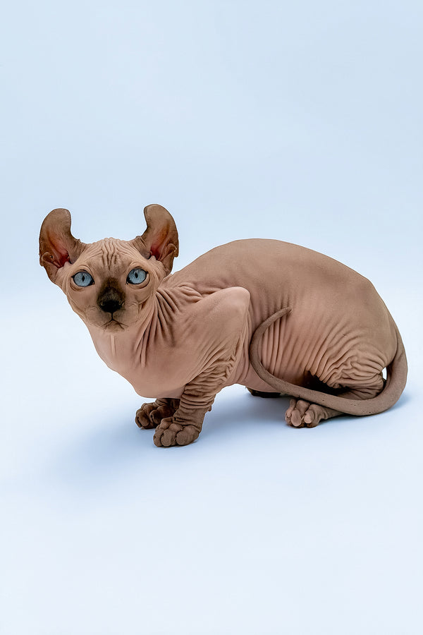 Steve | Elf Sphynx Kitten