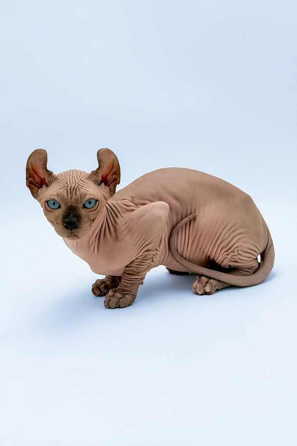 Steve | Elf Sphynx Kitten