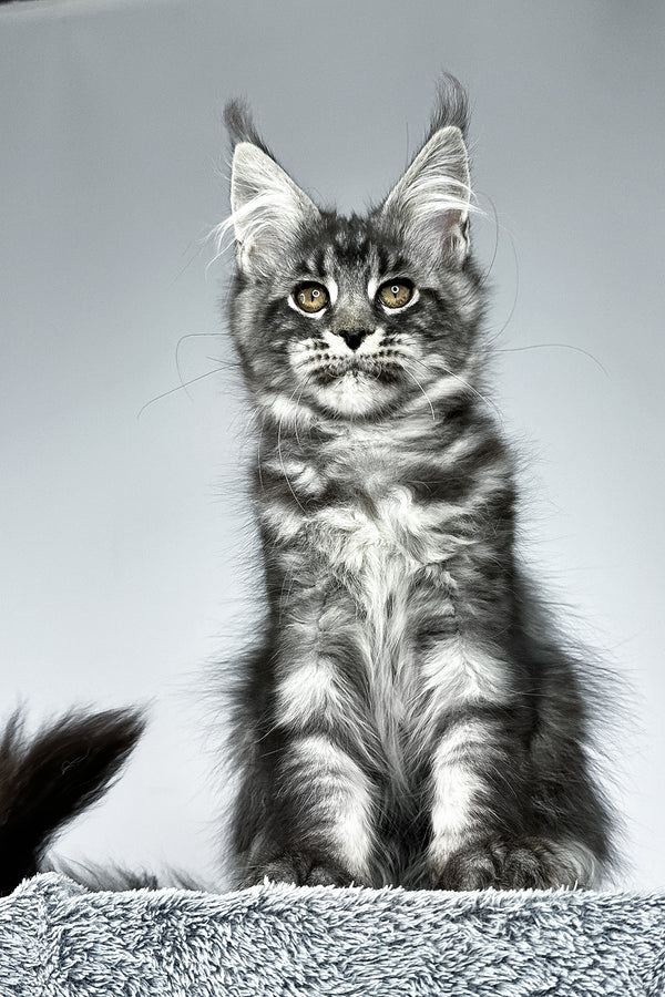 Storm | Maine Coon Kitten