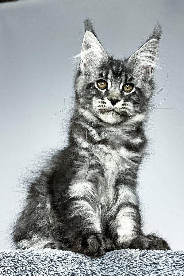 Storm | Maine Coon Kitten