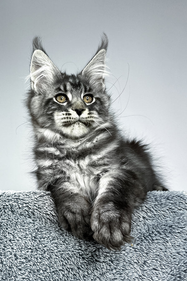 Storm | Maine Coon Kitten