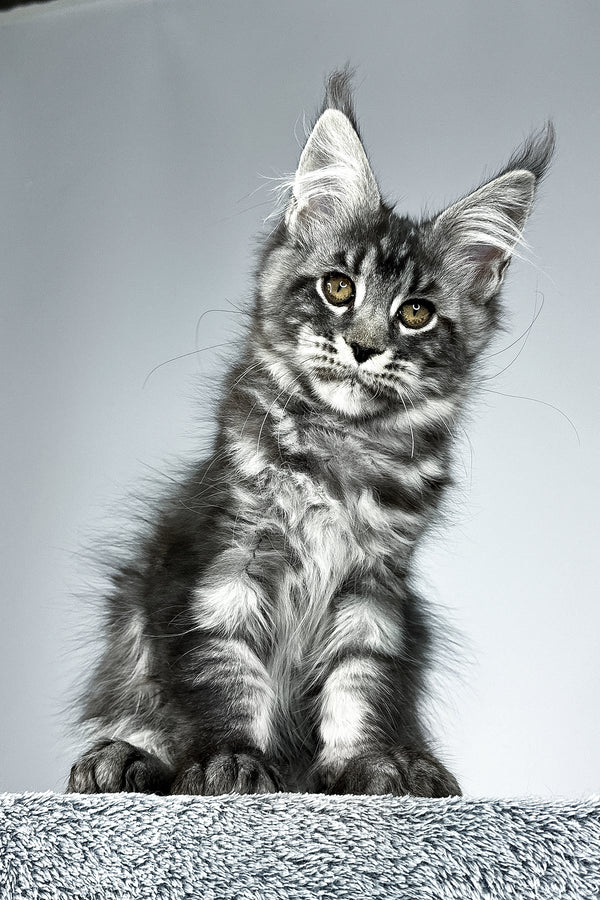 Storm | Maine Coon Kitten