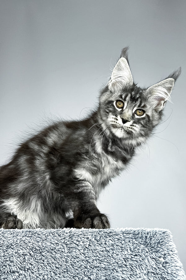 Storm | Maine Coon Kitten