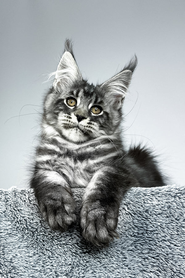 Storm | Maine Coon Kitten