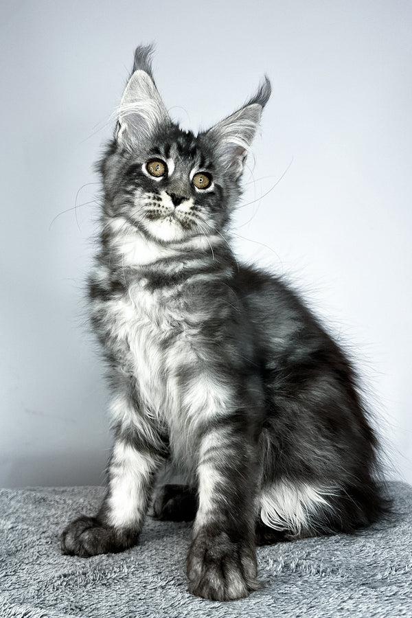 Storm | Maine Coon Kitten