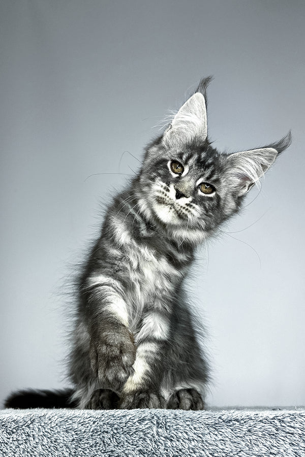 Storm | Maine Coon Kitten