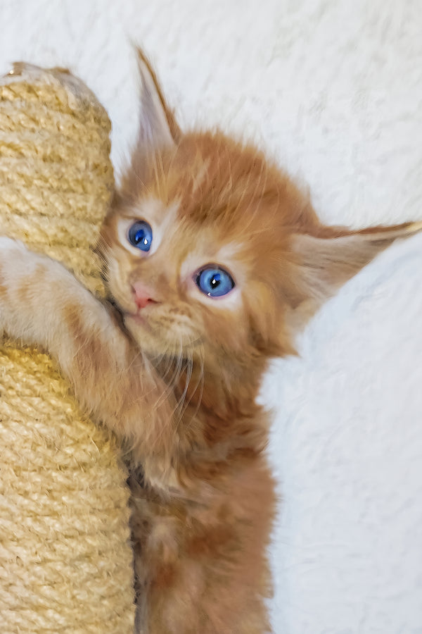 Storm | Maine Coon Kitten