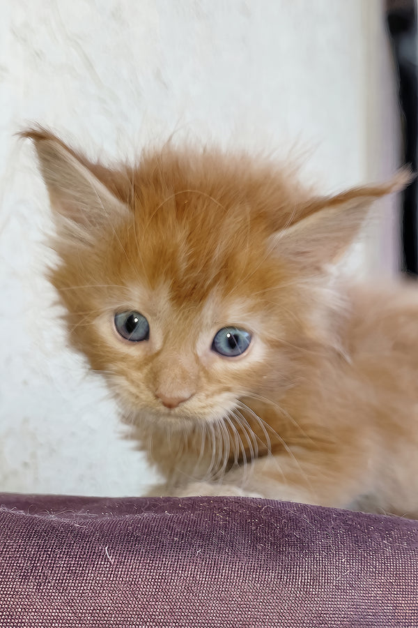 Storm | Maine Coon Kitten