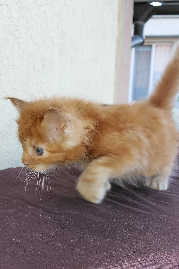 Storm | Maine Coon Kitten