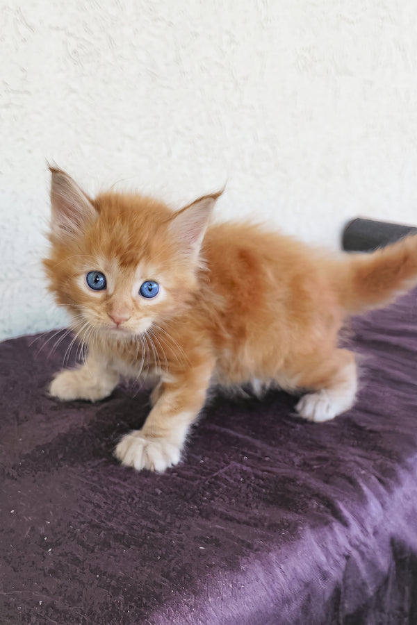 Storm | Maine Coon Kitten