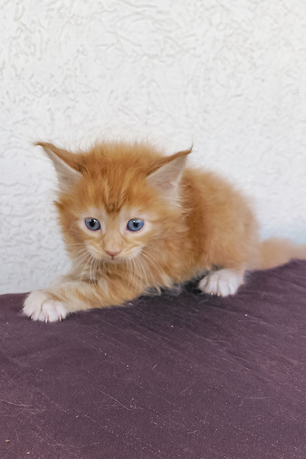 Storm | Maine Coon Kitten