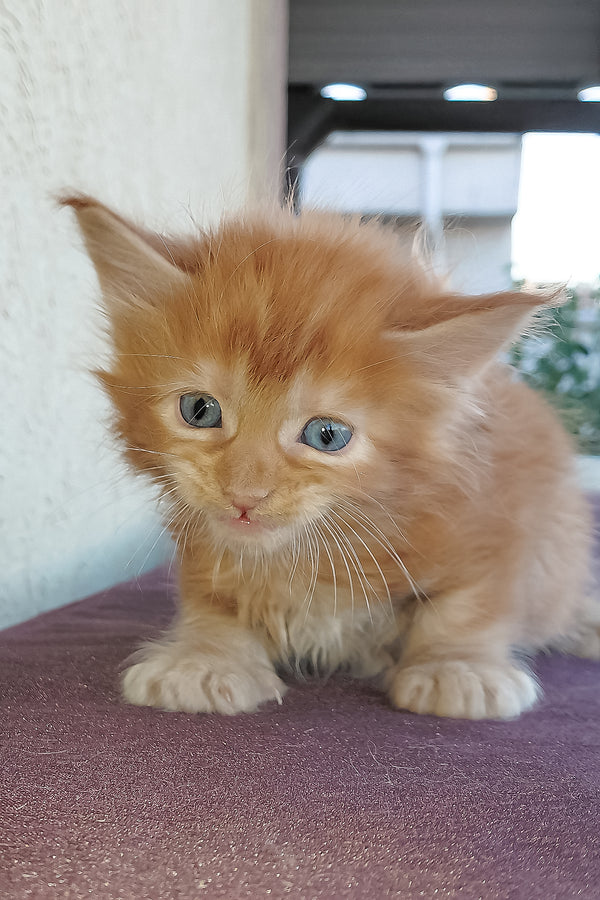 Storm | Maine Coon Kitten