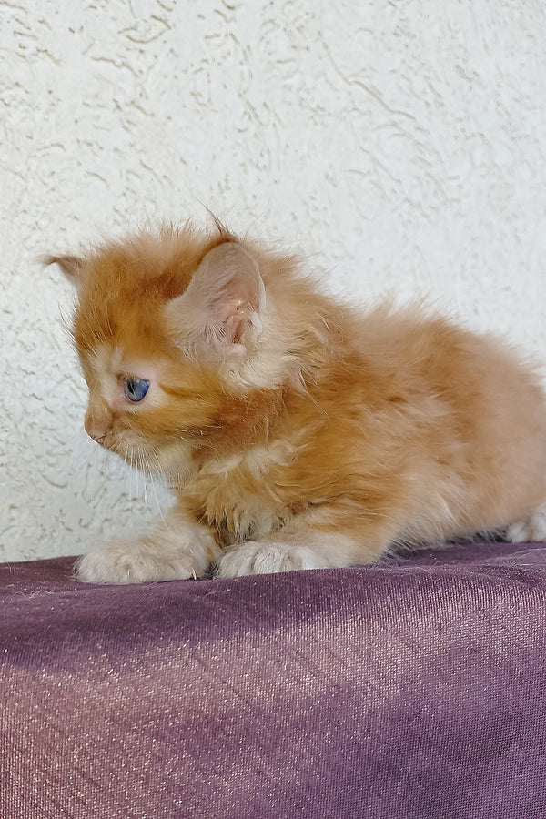 Storm | Maine Coon Kitten