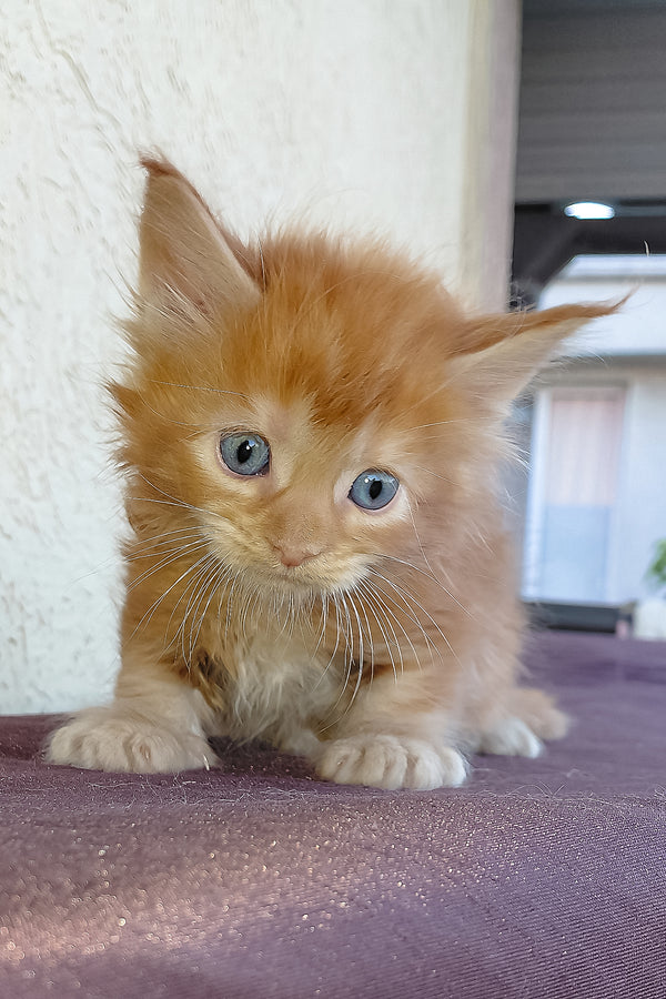 Storm | Maine Coon Kitten